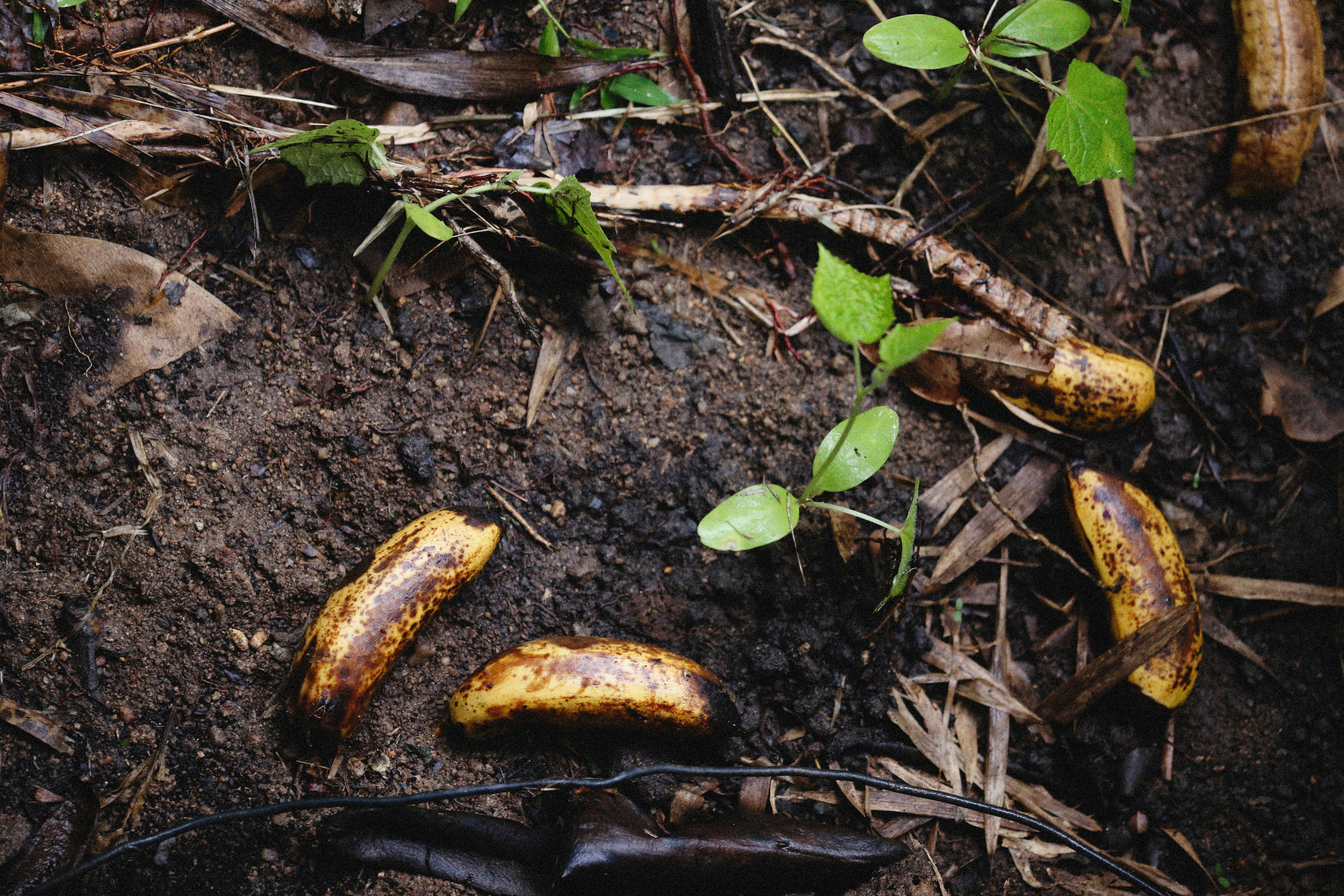 a couple of bananas that are on the ground