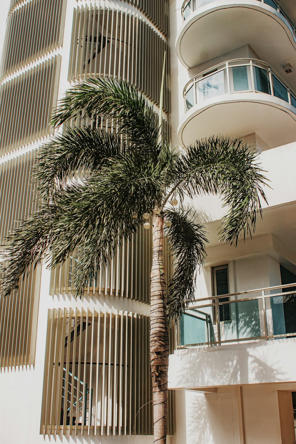 a tall building with a palm tree in front of it