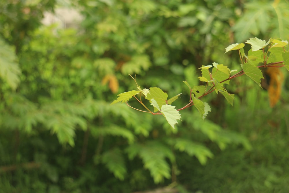 a branch of a tree with green leaves