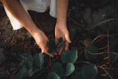 A serene moment capturing hands gently tending to orchid plants in a warm, softly lit nursery.