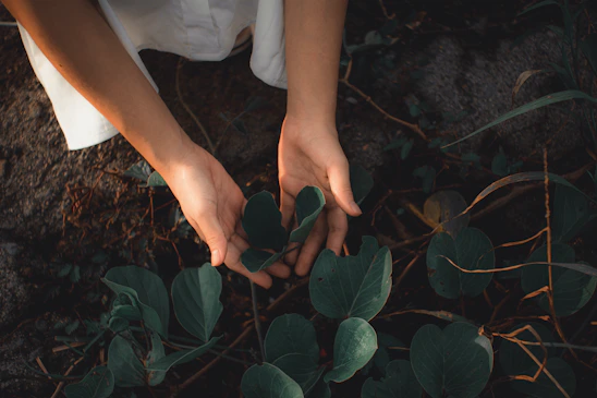 A serene setting with hands gently holding fresh medicinal herbs under soft natural light.