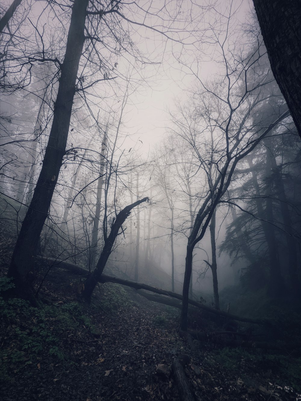 a forest filled with lots of trees covered in fog