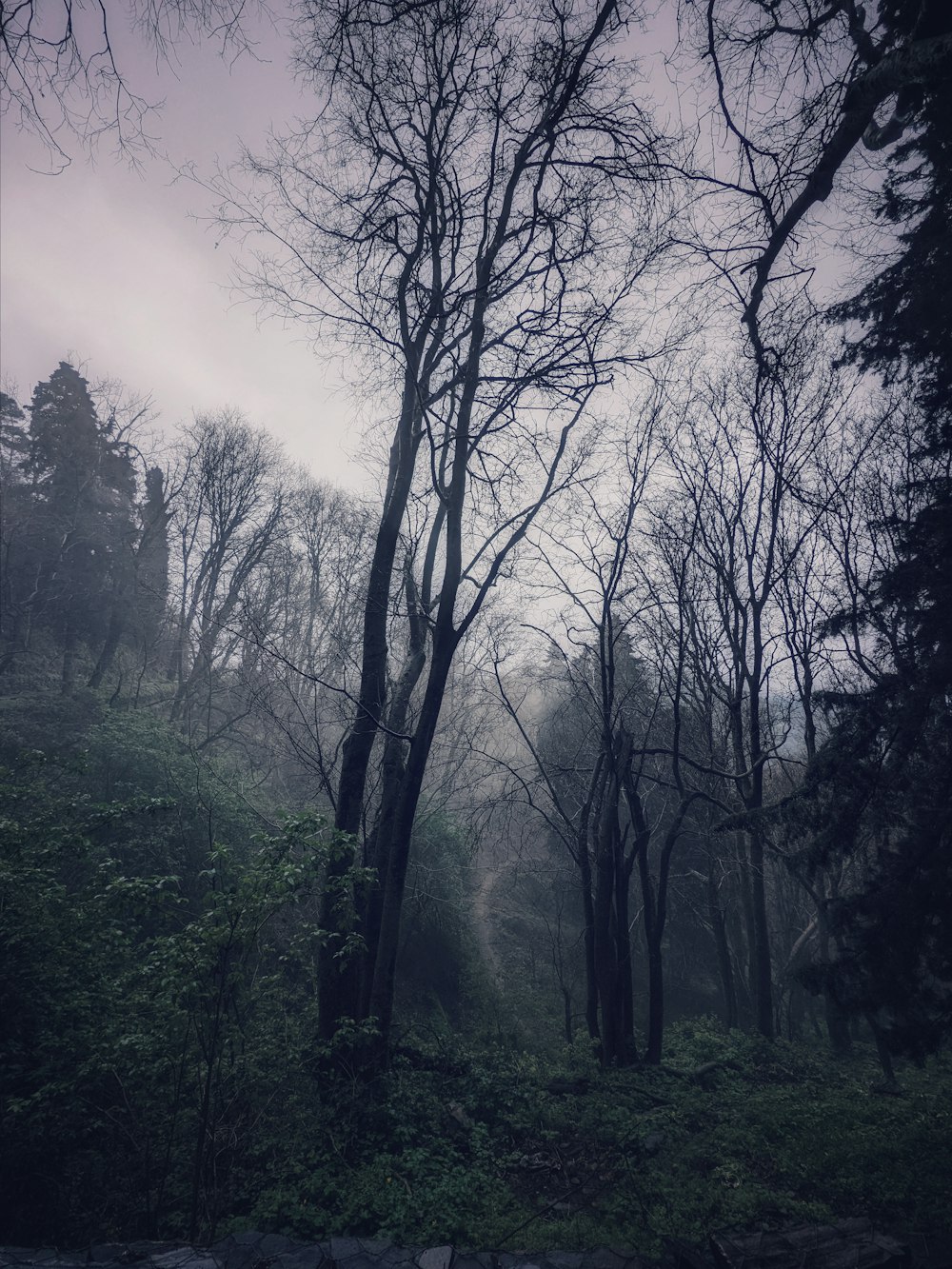 a forest filled with lots of trees covered in fog