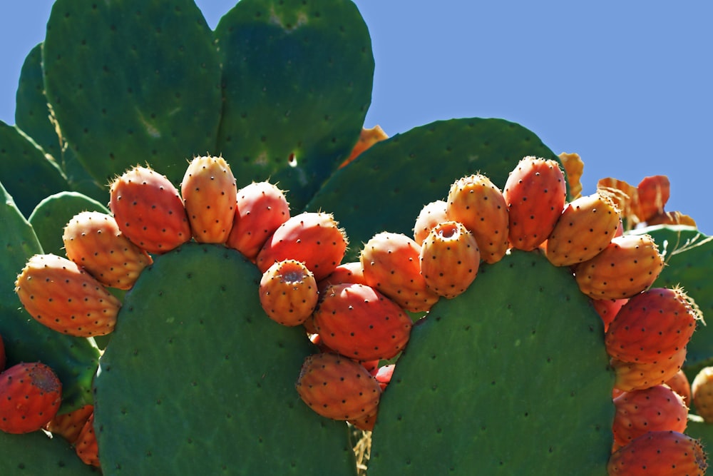 a close up of a cactus with fruit on it