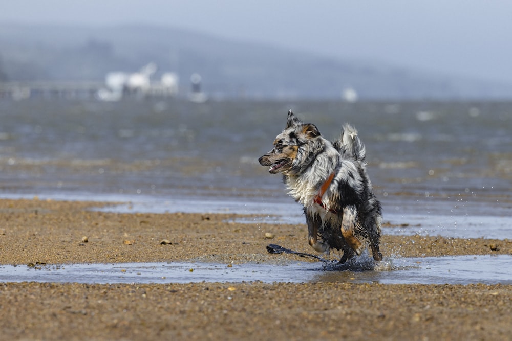 a dog running across a wet beach next to the ocean