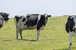 A smiling farmer holding a bucket of milk beside healthy dairy cows.