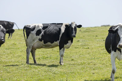 A smiling farmer holding a milk container beside healthy dairy cows.
