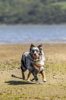 A joyful dog running on the beach wearing a vibrant Enzo Collars collar.