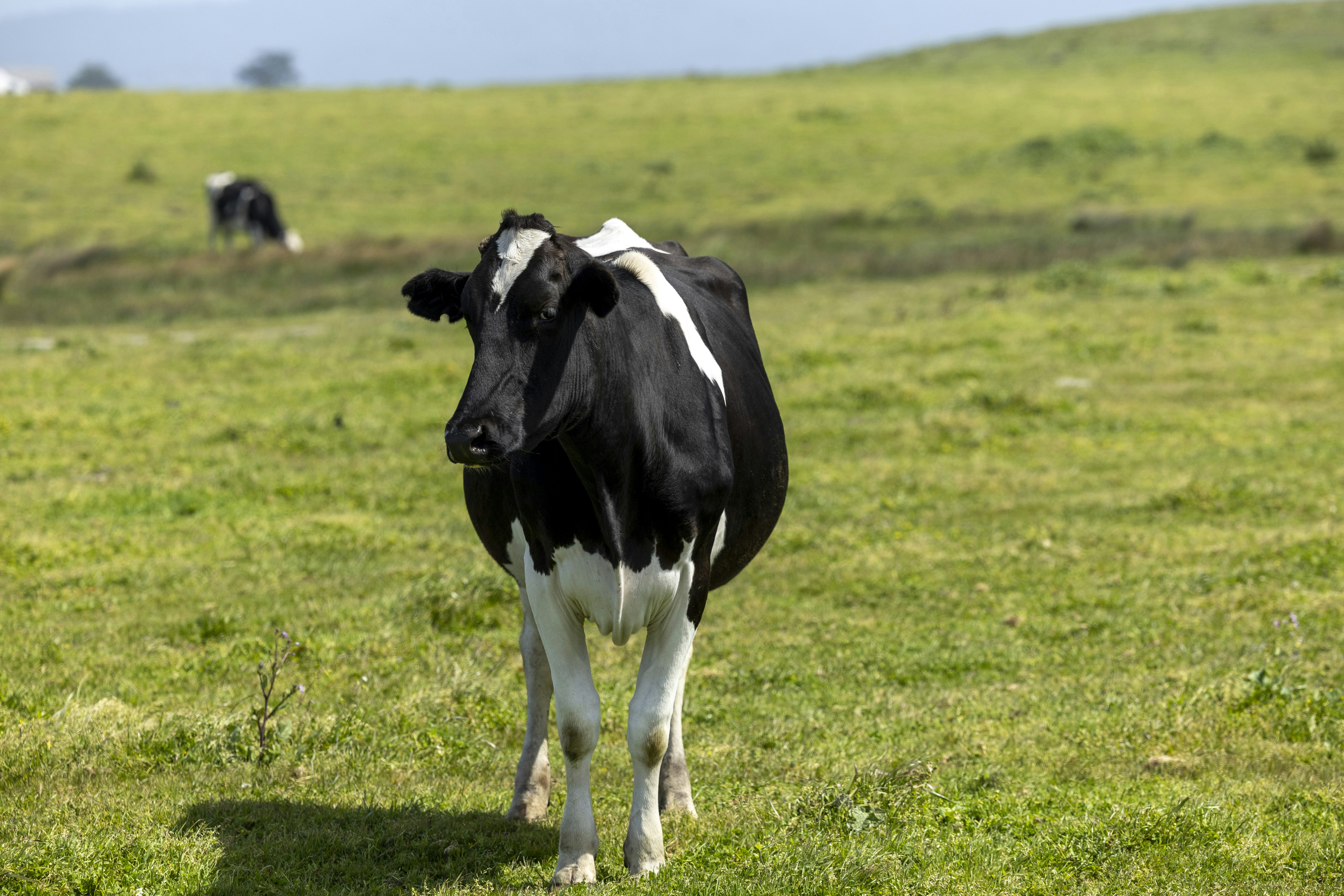 Photo by leo_visions_