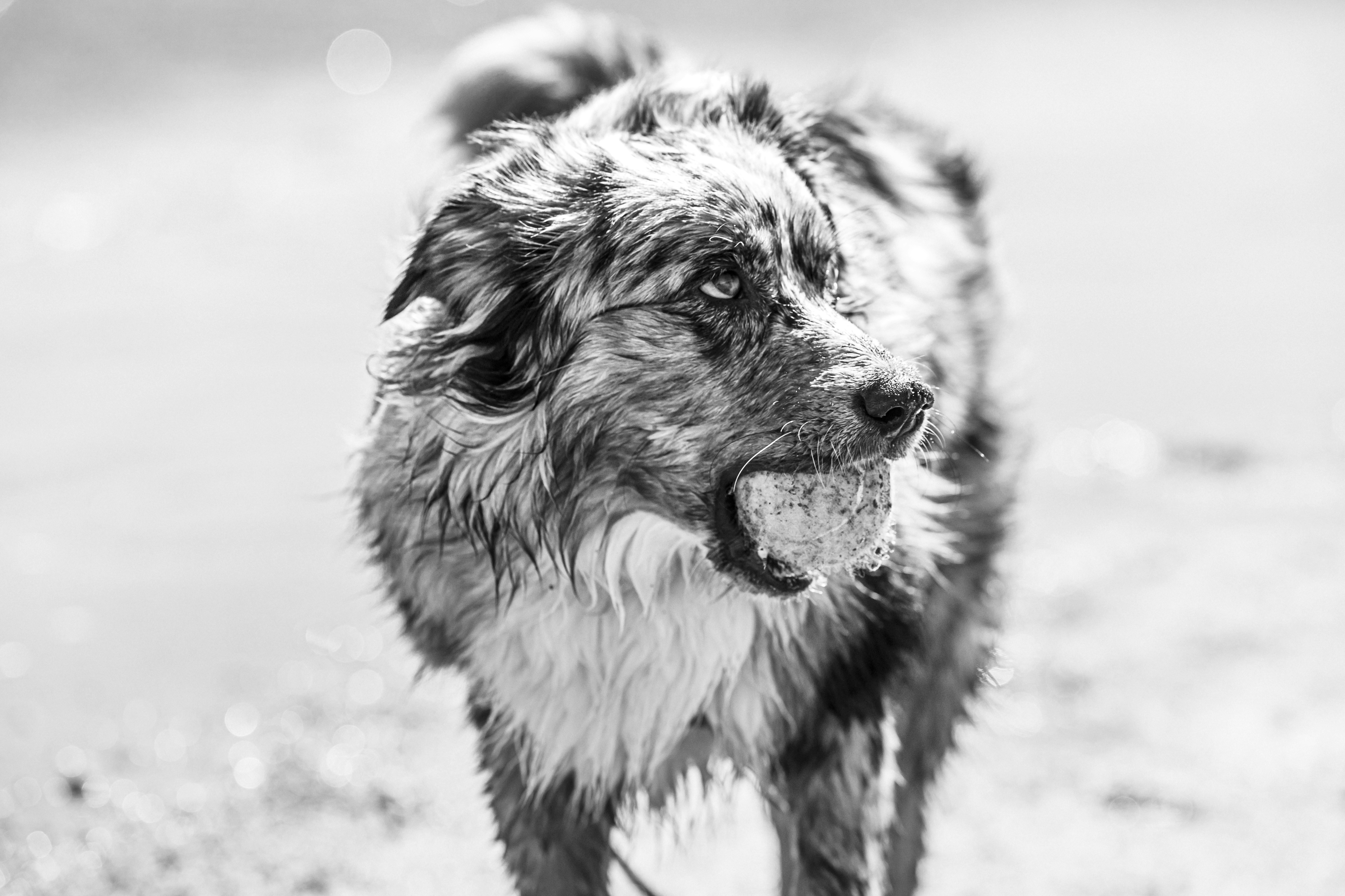 A wet dog standing on a beach next to the ocean photo Free Grey Image