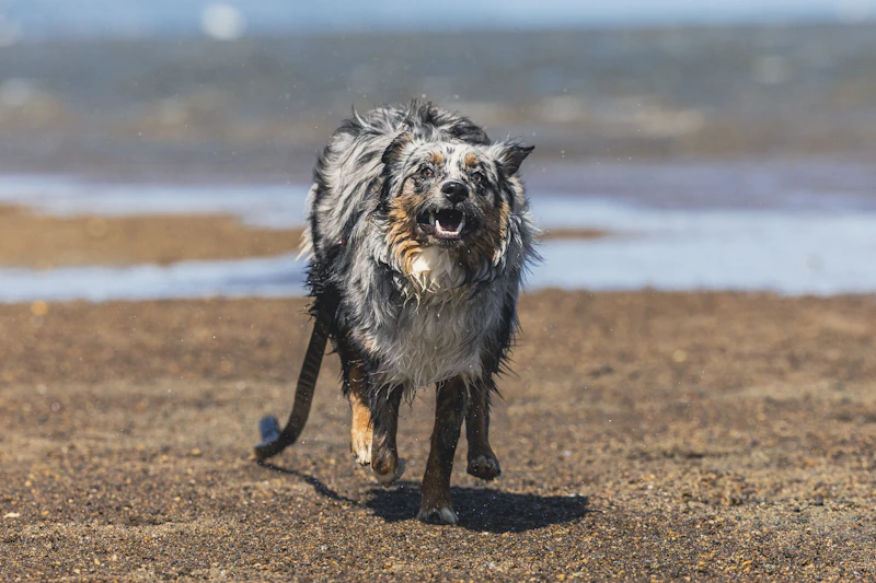 Ceo, a blue merle Australian Shepherd, running wet on a beach