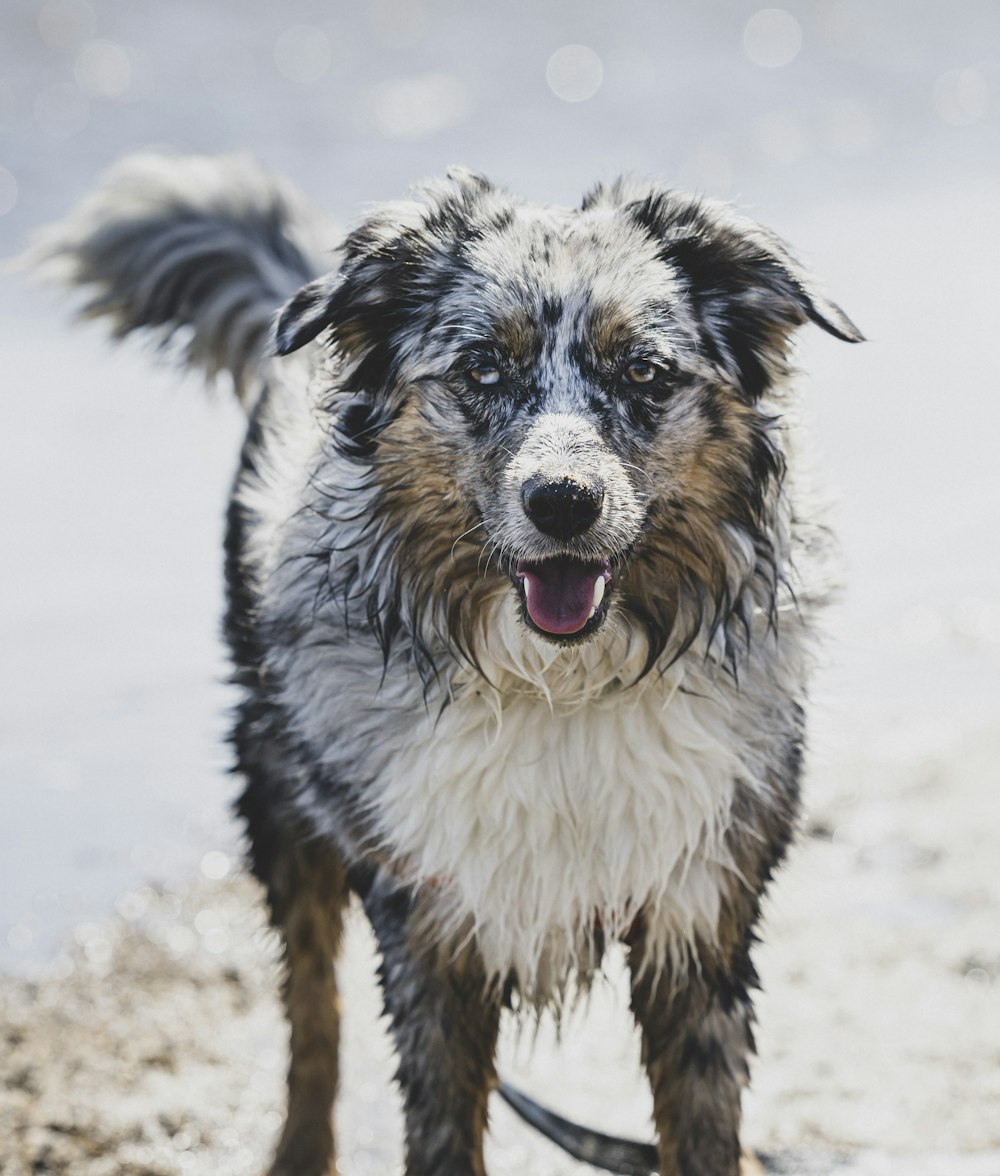 a wet dog standing on a beach next to the ocean