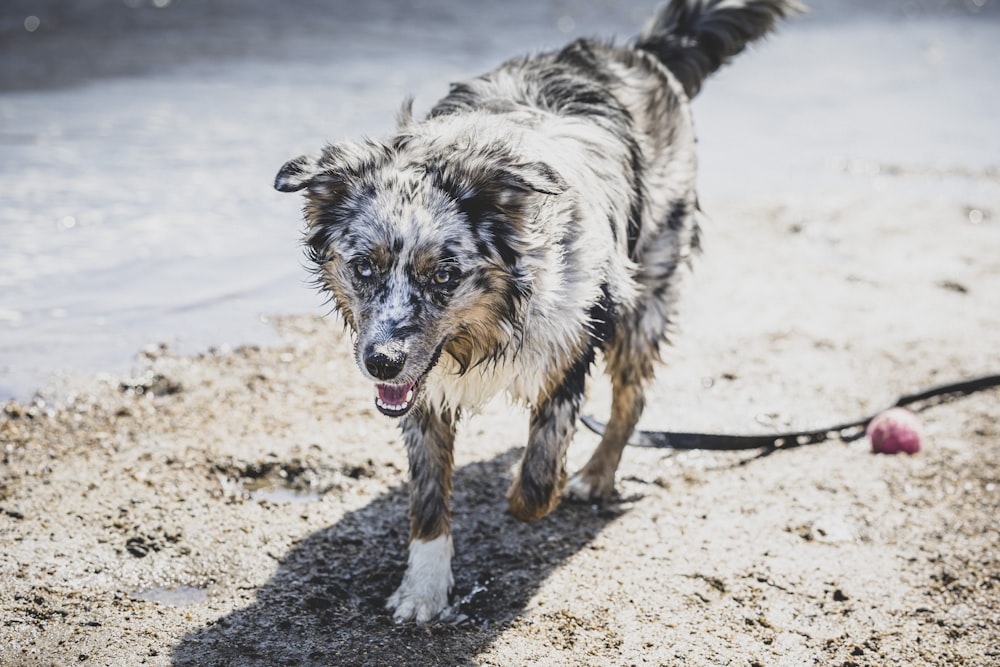 a wet dog is walking on the beach
