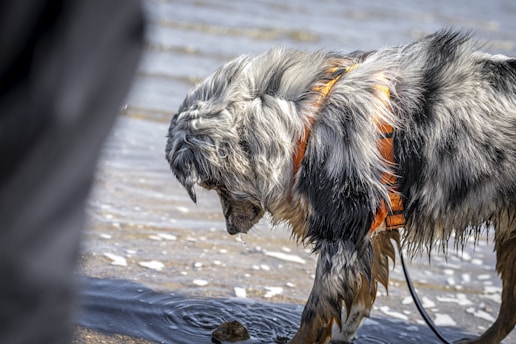 A large, furry dog with a fluffy gray and white coat is standing near a body of water. It wears an orange and black harness and appears to be looking intently at something in the water. The background features shallow waves on a sandy beach.