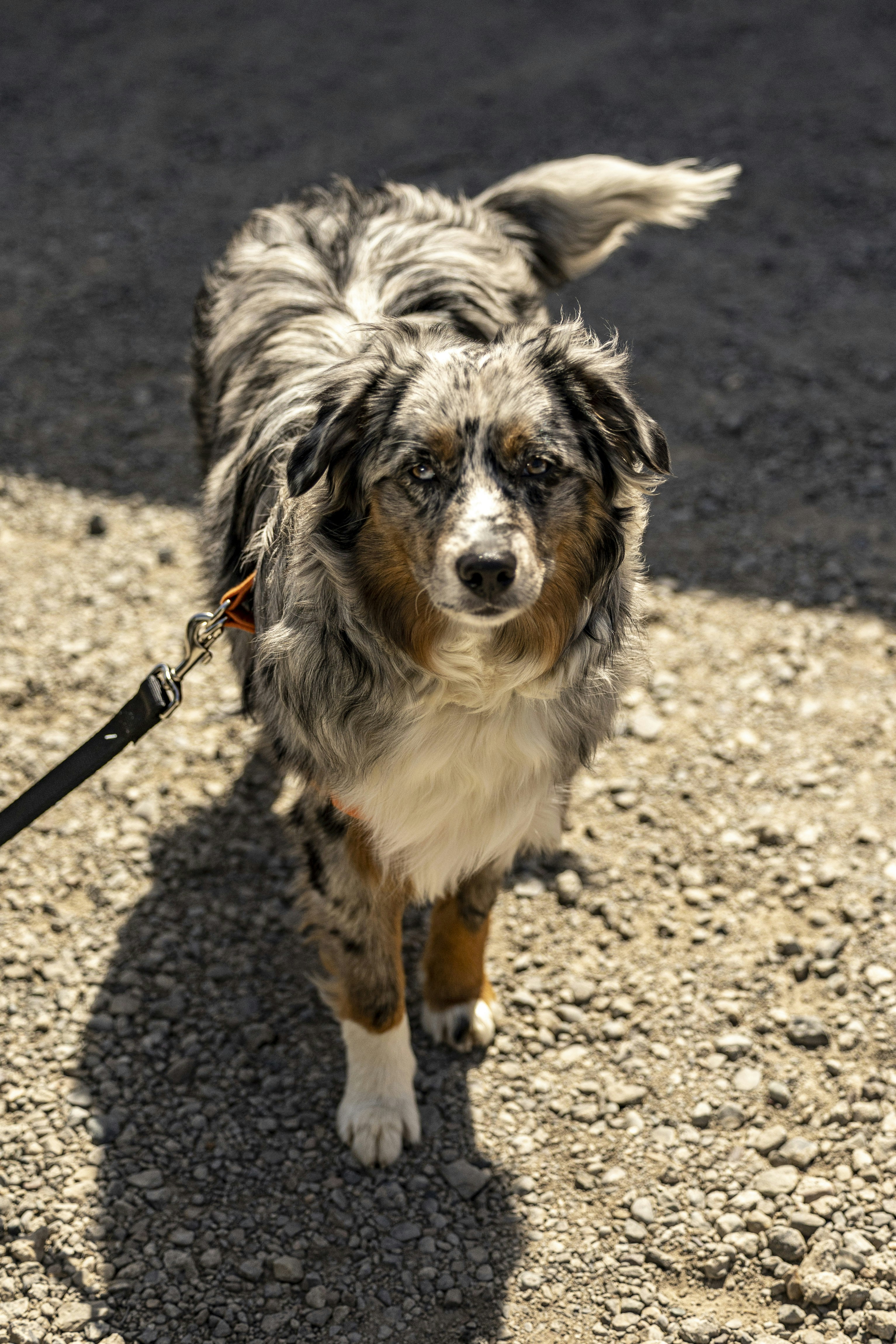 A dog with a leash on walking on gravel photo Free Austrailian
