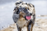 A smiling dog owner throwing a Froplay ball for their energetic border collie.