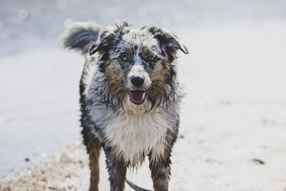 a wet dog standing on a beach next to the ocean