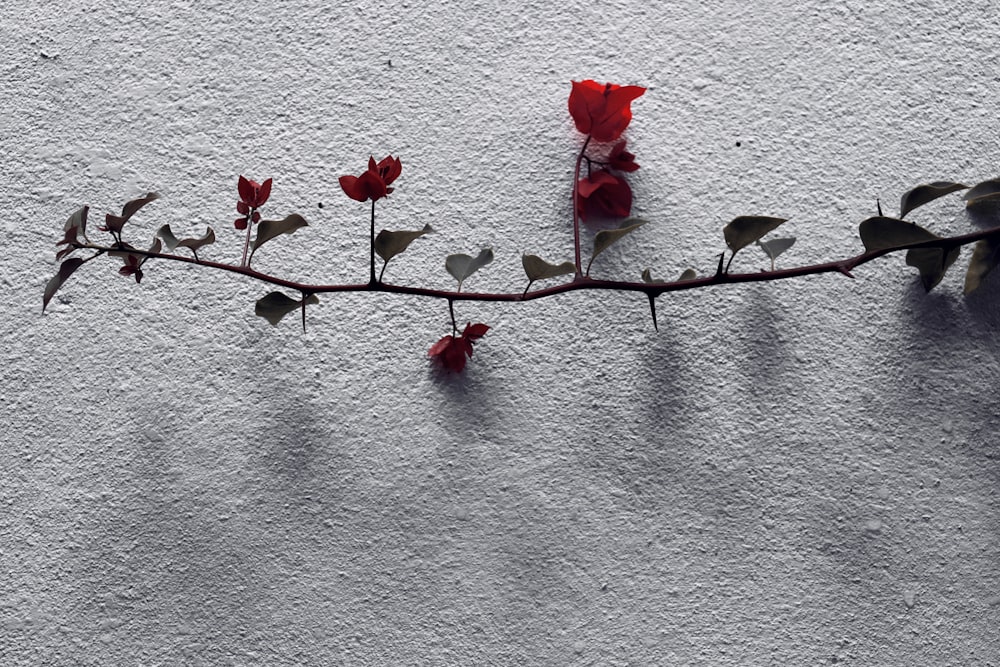 a branch with red flowers on a white wall
