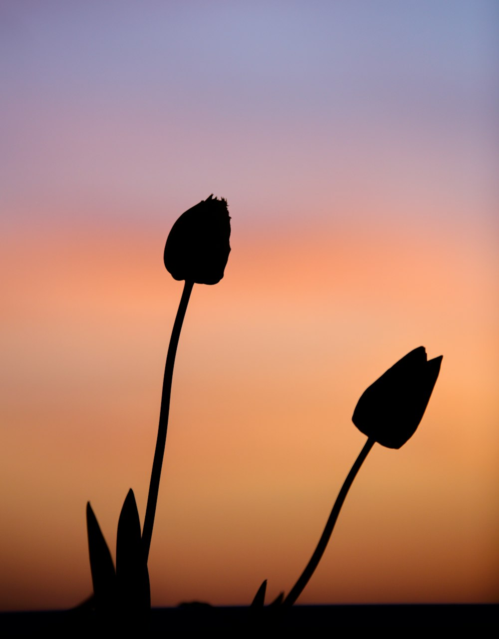 the silhouette of two flowers against a sunset sky