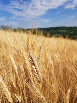 Close-up of golden wheat fields swaying under a clear blue sky.