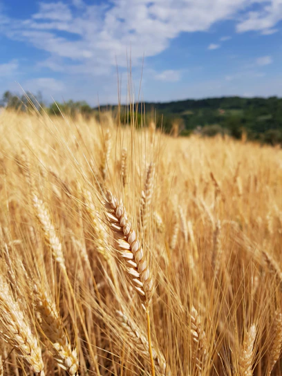 Close-up of golden wheat stalks swaying gently in the sunlight on a rustic farm.