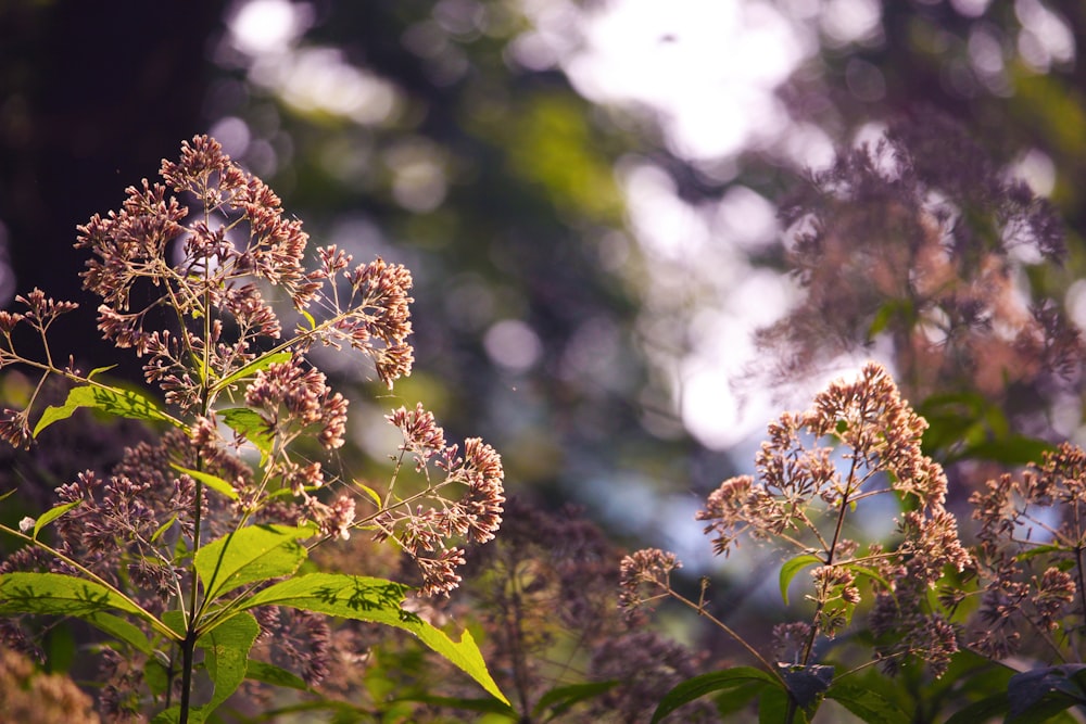 ein Strauß Blumen, die im Gras sind