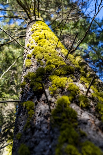 a moss covered tree trunk in a forest