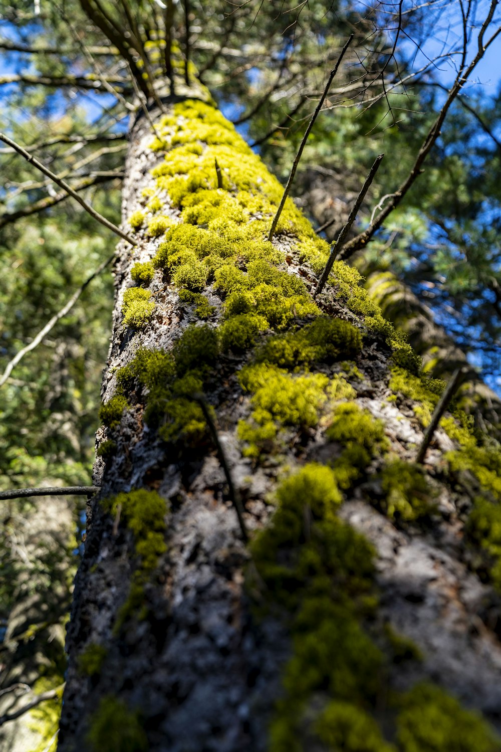 a moss covered tree trunk in a forest