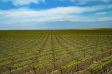Rows of grapevines stretching across Mendoza’s high-altitude vineyards under a clear blue sky.