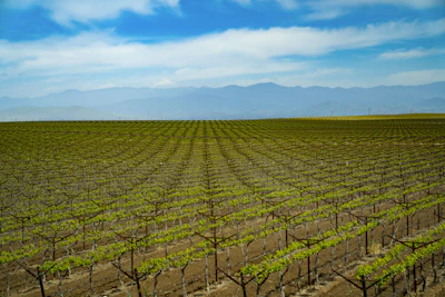 Rows of grapevines stretching across Mendoza’s high-altitude vineyards under a clear blue sky.