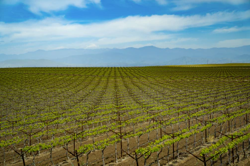 Vineyard rows stretching towards the horizon under a clear blue sky in Mendoza.