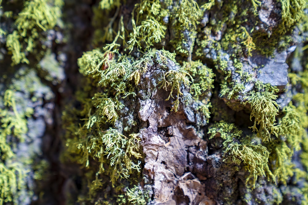 a close up of a tree with moss growing on it