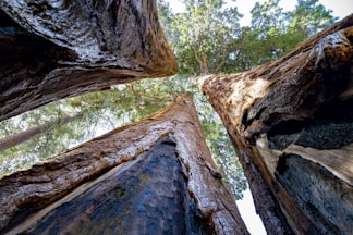 a group of tall trees standing next to each other