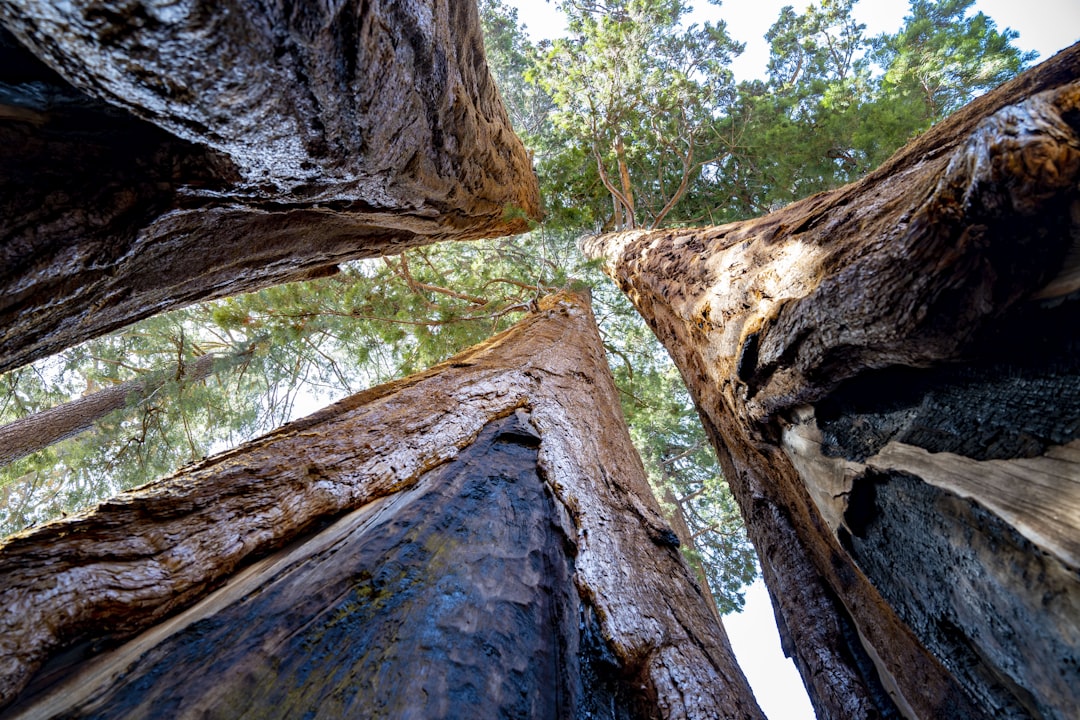 a group of tall trees standing next to each other, Three monarch Sequoias stand tall just feet from one another despite 