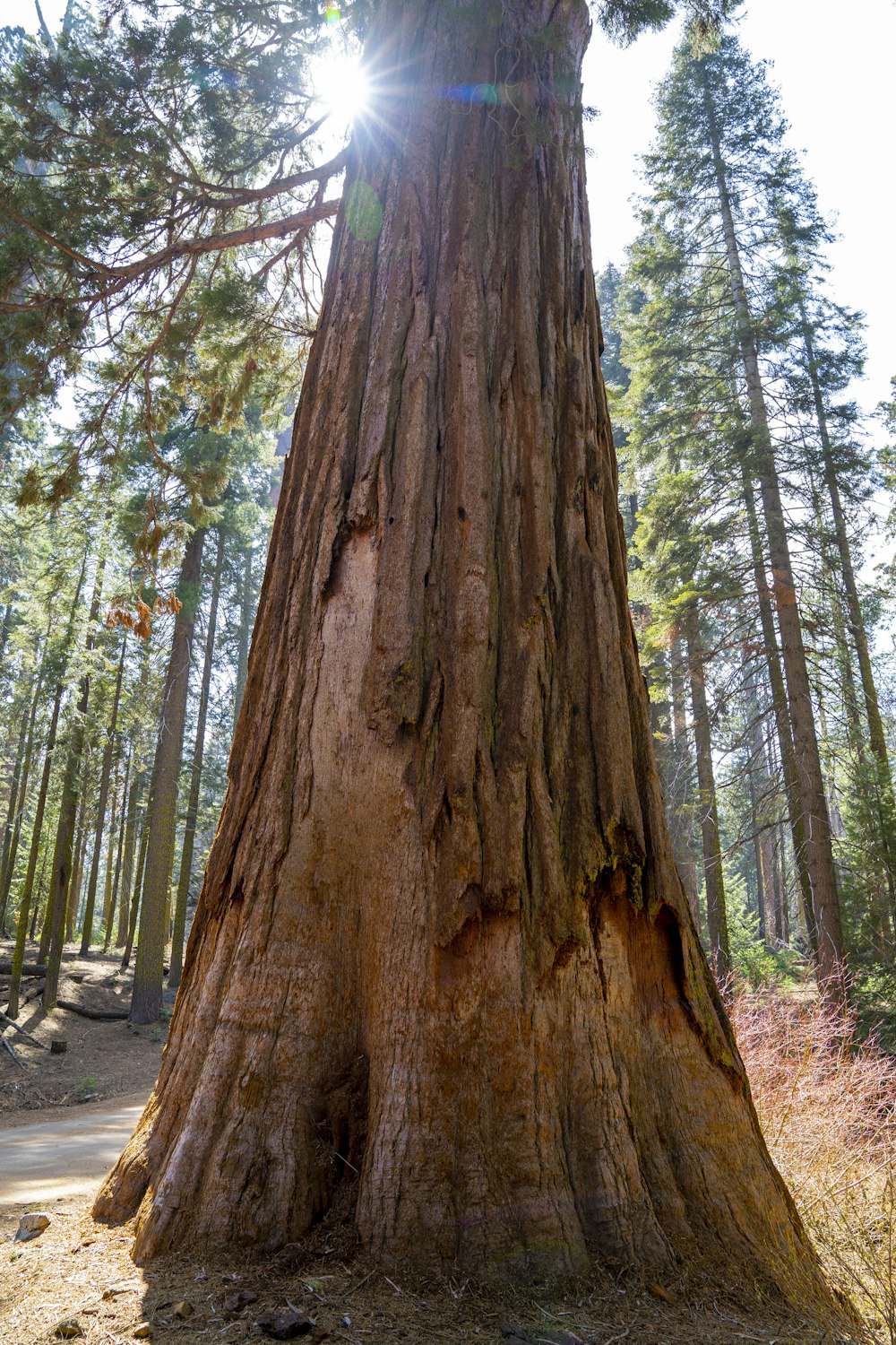 a large tree in the middle of a forest