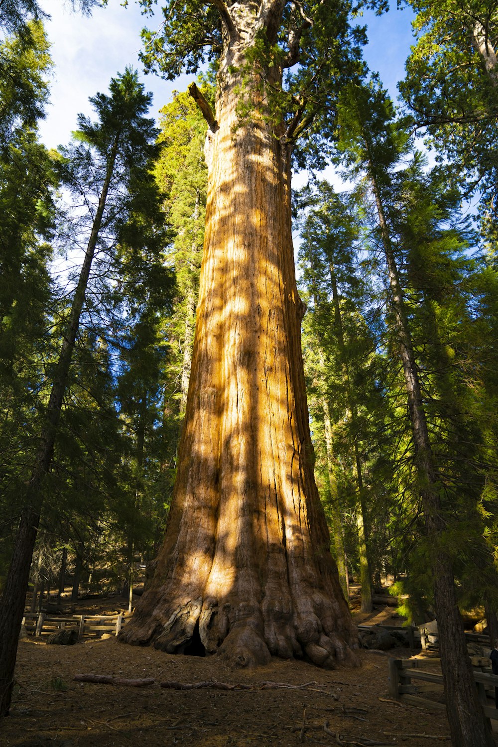 a large tree in the middle of a forest