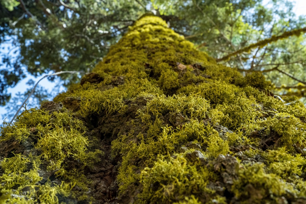 Moos wächst auf einem Baum in einem Wald