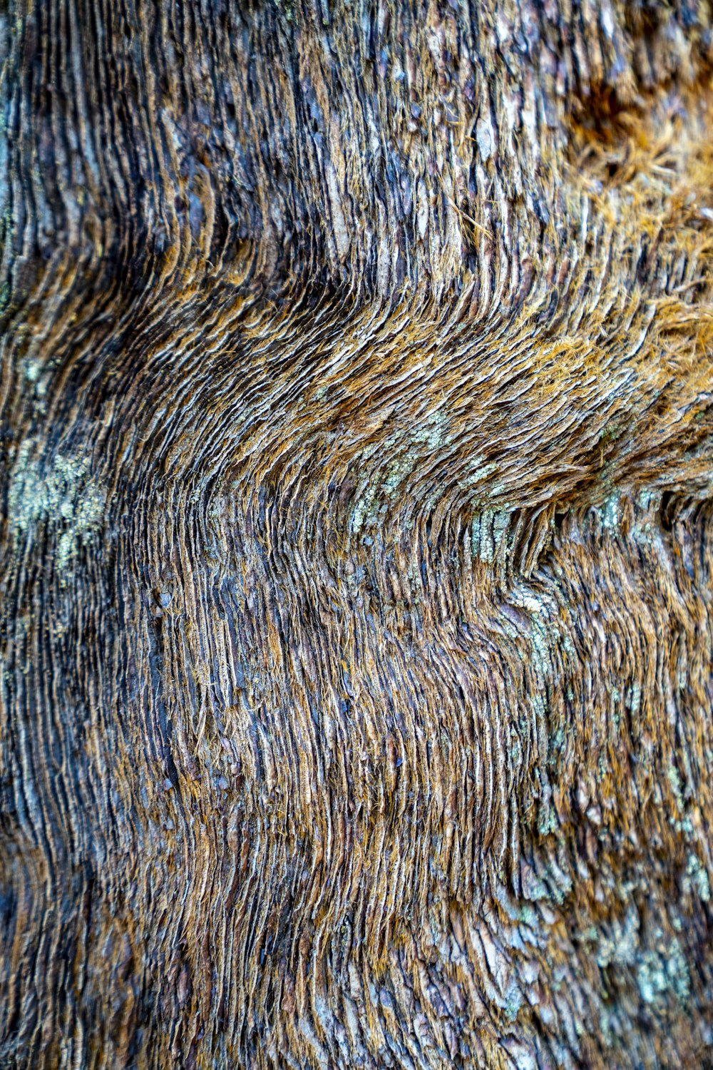 a close up of a tree bark texture