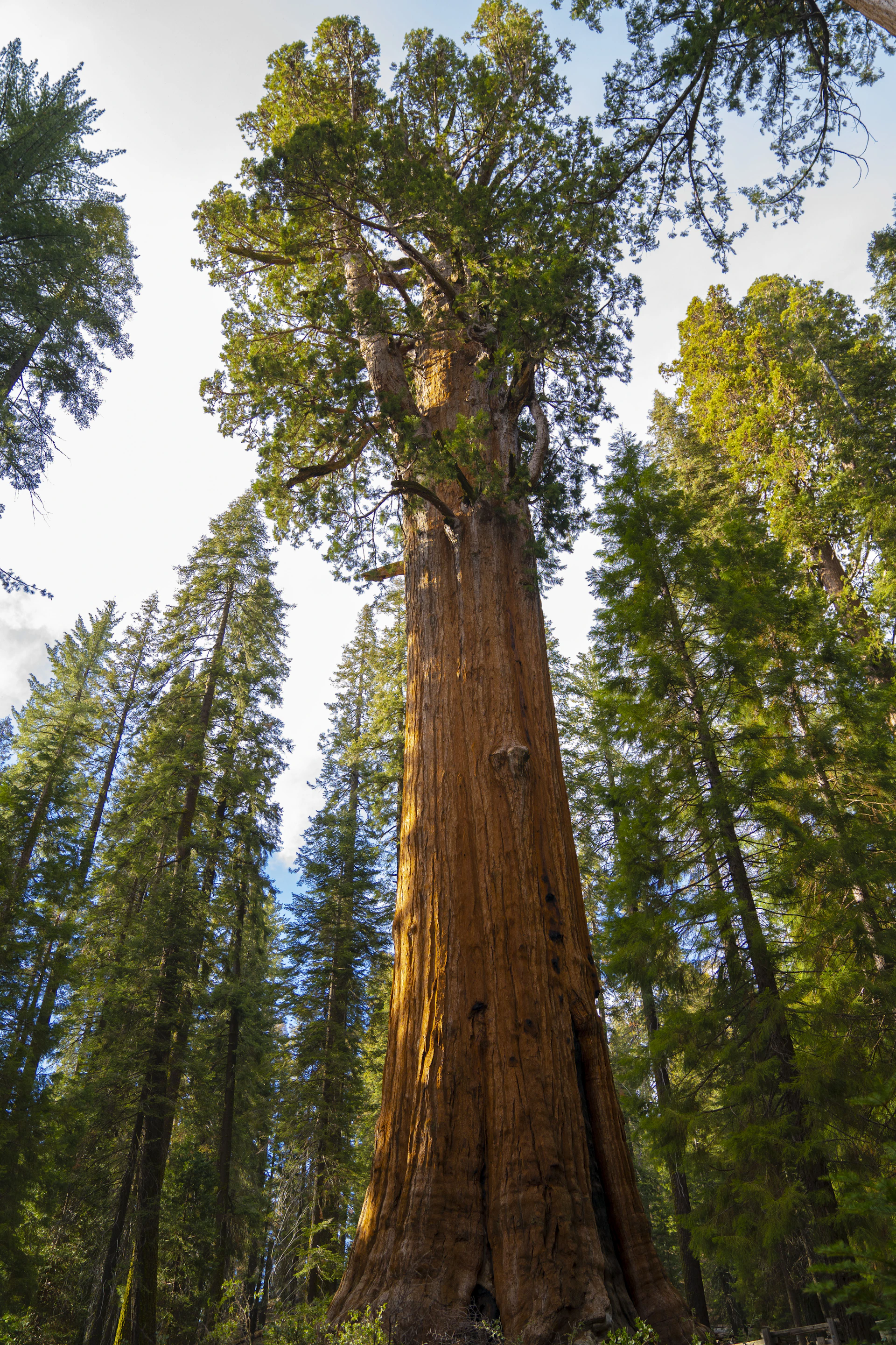 a large tree in the middle of a forest