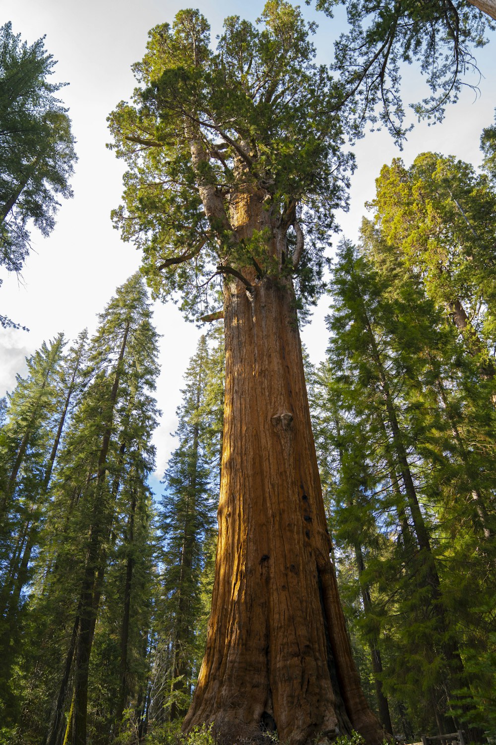 a large tree in the middle of a forest