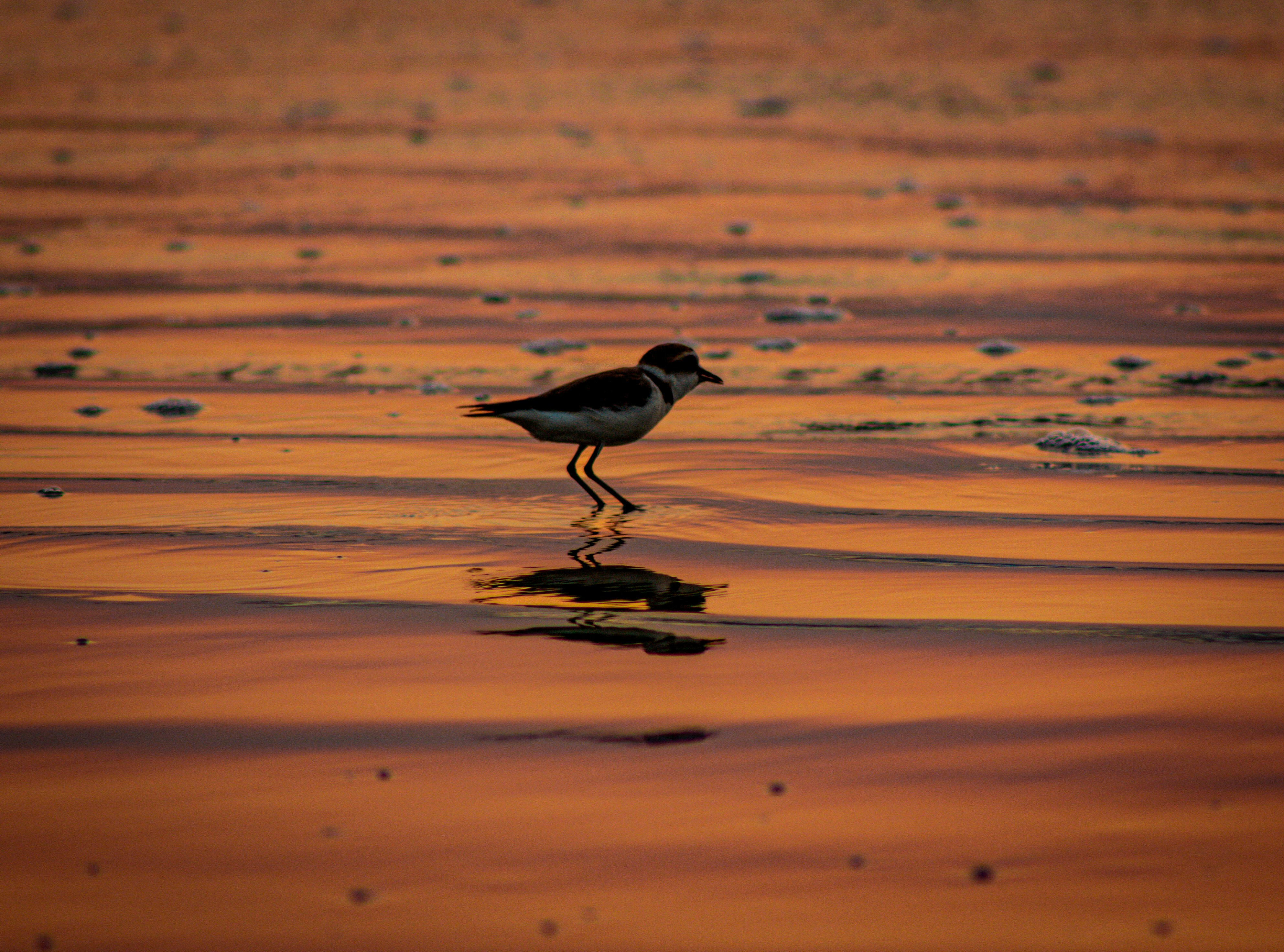 Photo by sid_balachandran