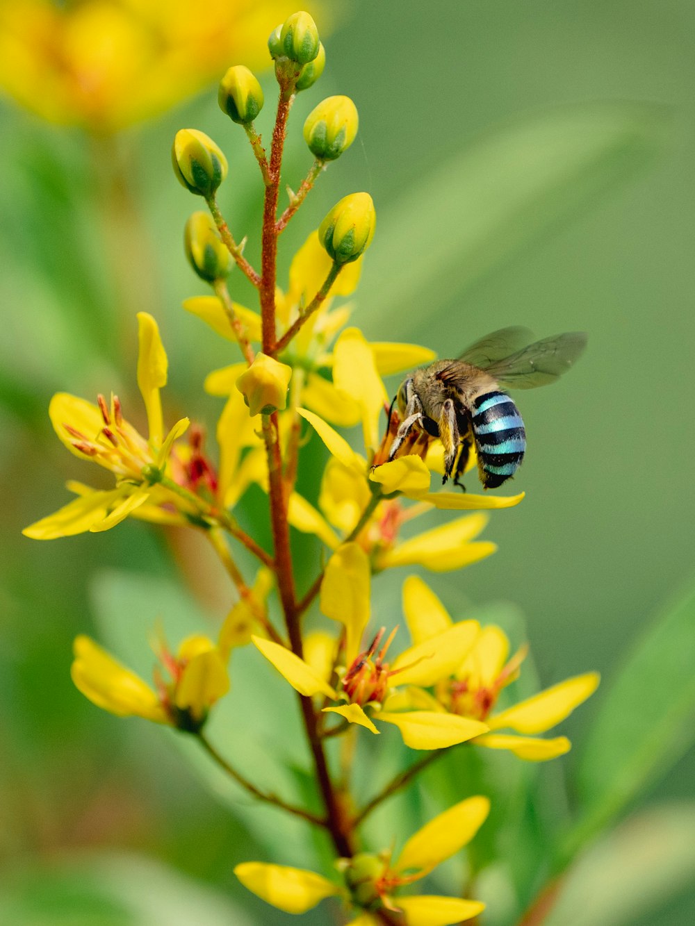 a bee is sitting on a yellow flower