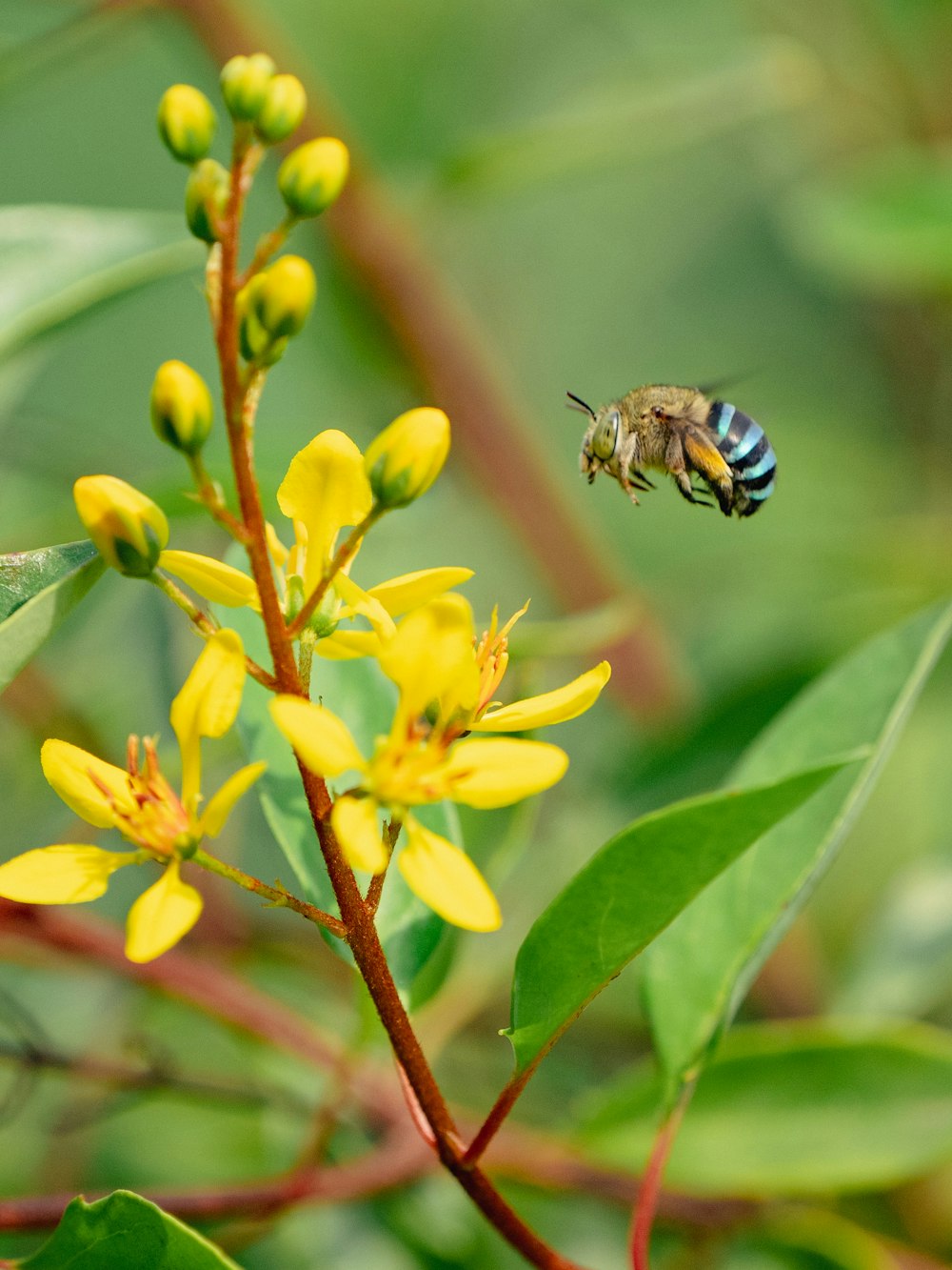 a bee flying over a yellow flower with green leaves