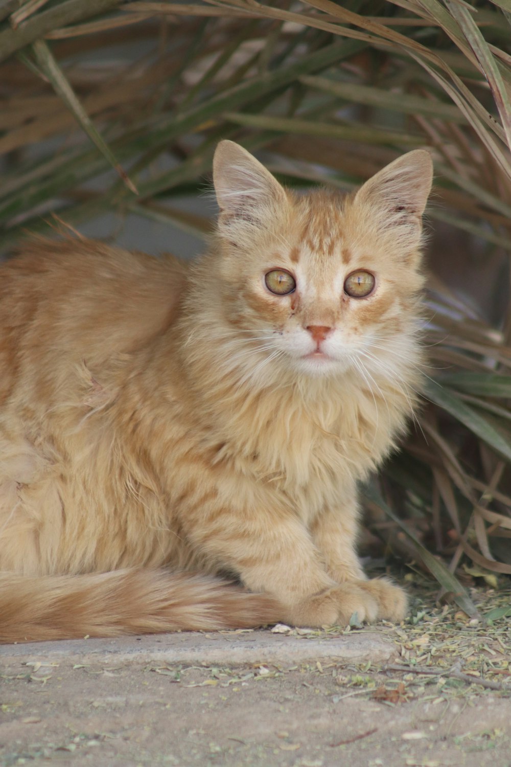 an orange cat sitting under a bush looking at the camera