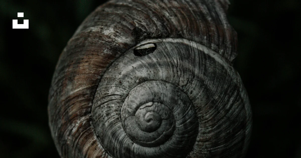 Snail Shell Gray A close up view of a snail's shell photo – Free Grey Image on Unsplash