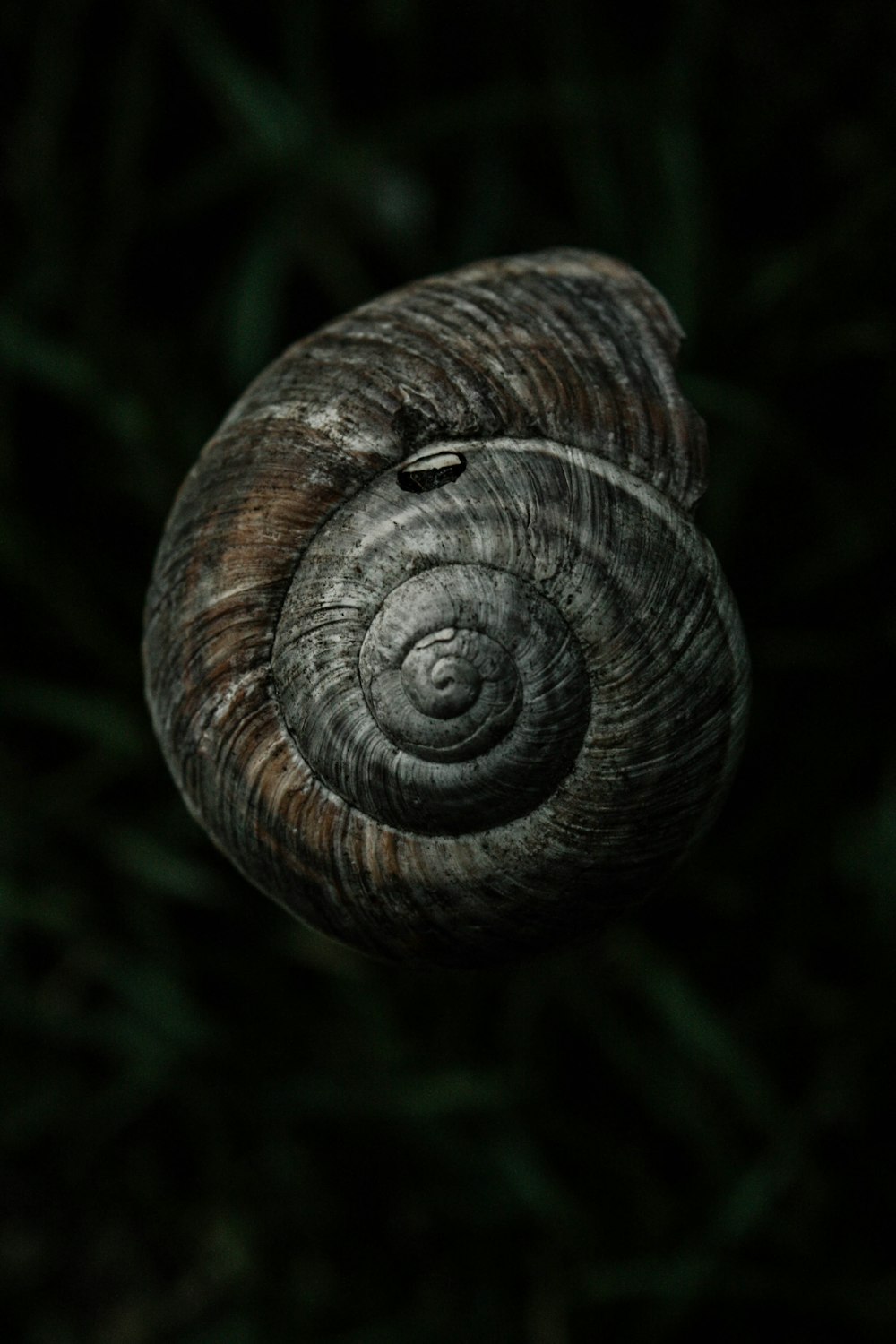 a close up view of a snail's shell