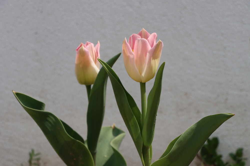 two pink tulips in front of a white wall