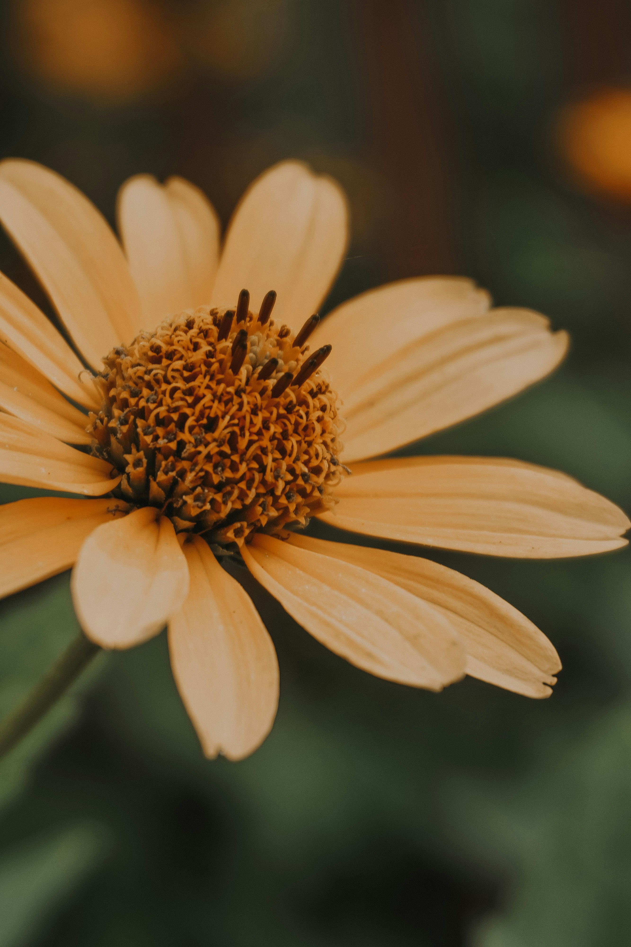 Photo by alekseimakhot