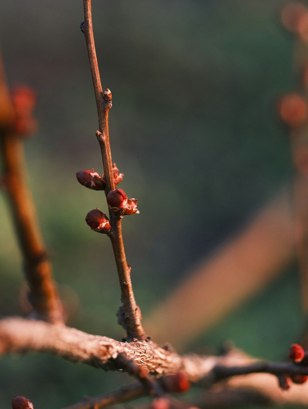 a branch with small red berries on it