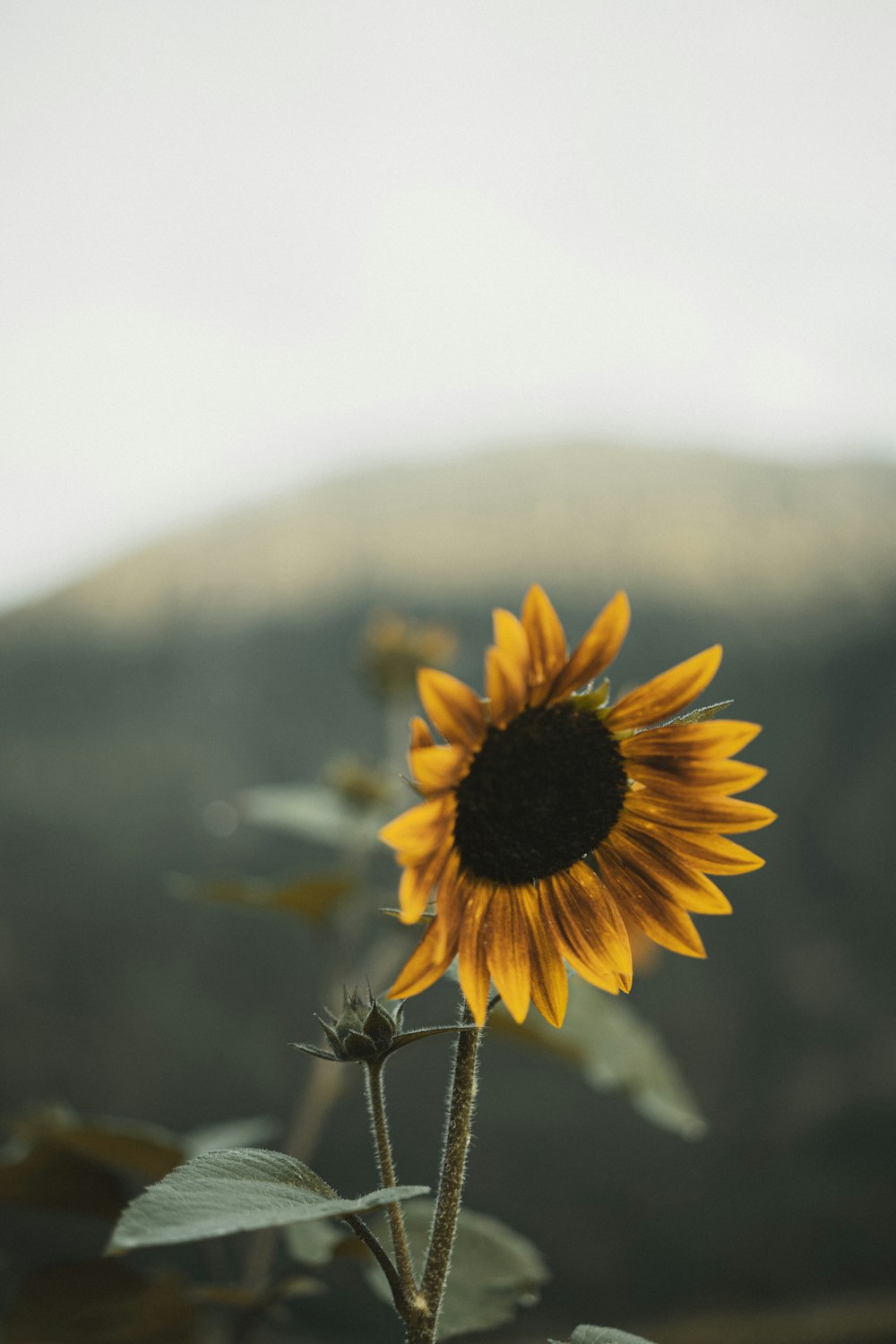 a single sunflower in front of a mountain